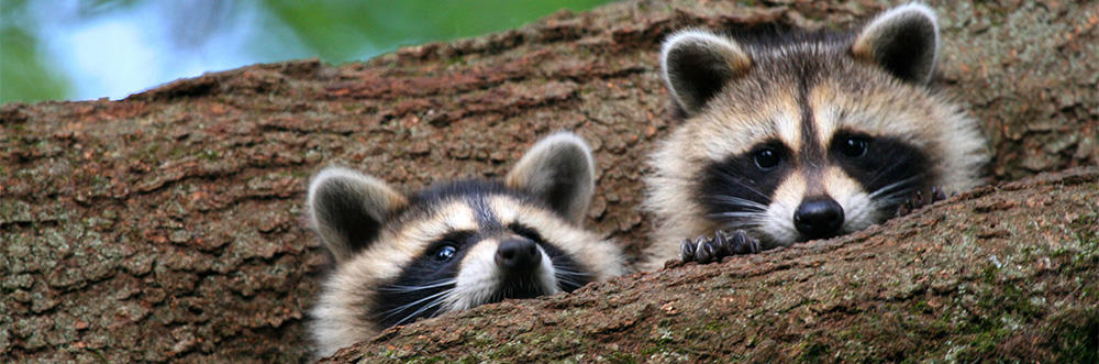 Raccoons © Kim Nagy