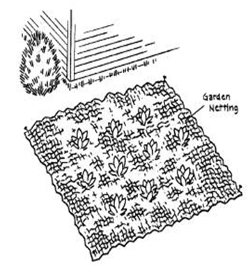 Method to keep skunk from digging in lawn.