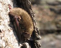 Little brown bat © NPS