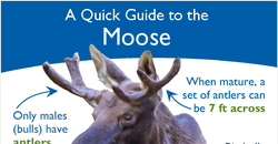 Moose Quick Guide