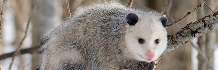 Opossum © Cody pope, wikimedia comoons