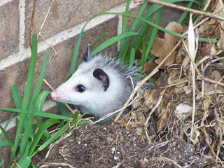 opossum © Karen A Rawlins, University of Georgia, Bugwood.org