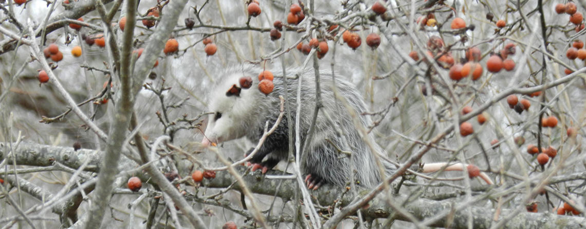 Opossum in a tree copyright Laurene Cogswell