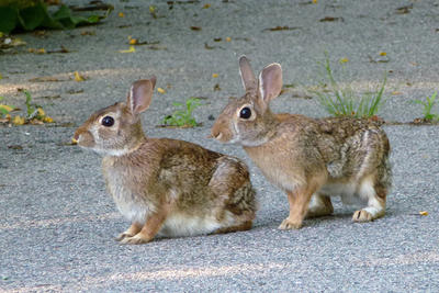 About Cottontail Rabbits