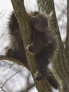 Porcupine © Chris Ruggiero