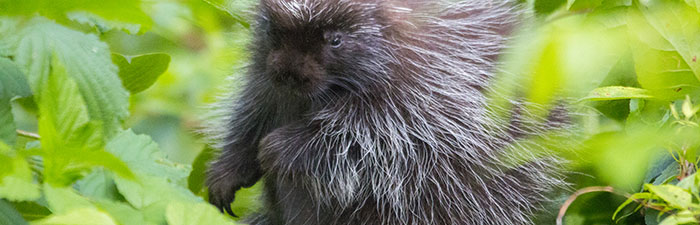 Porcupine © Lisa Strout
