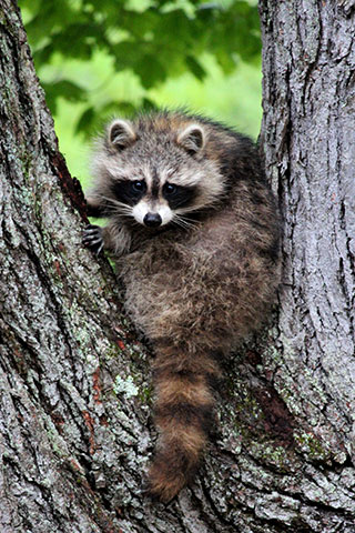 raccoon © Roberta DellAnno