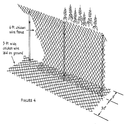 Raccoon proof garden fencing