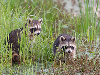 raccoons © Linda Fuller
