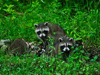 Racoons © Michael Doyle