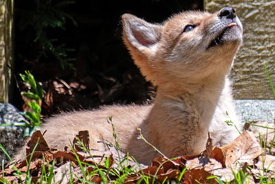 Red Fox kit in Cambridge, MA © John Flagg