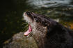 River Otter at Blue Hills Trailside Museum