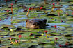 River Otter © Amy Severino