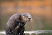 River Otter © Ian Barton