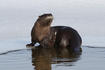 River Otter © Joseph Cavanaugh