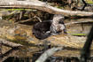 River Otter © Lucy Allen