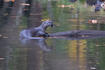 River Otter