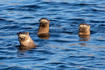 River Otters © Bob Durling