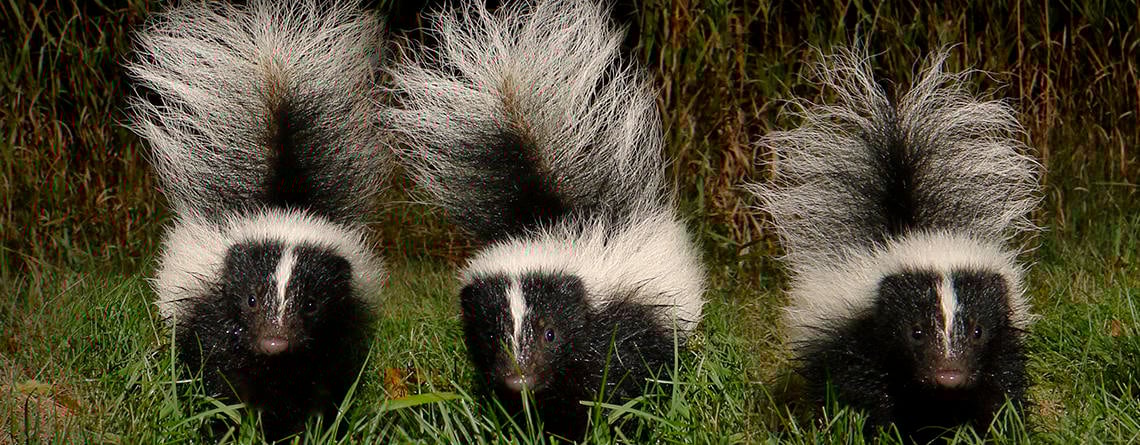 Skunks Skunks
