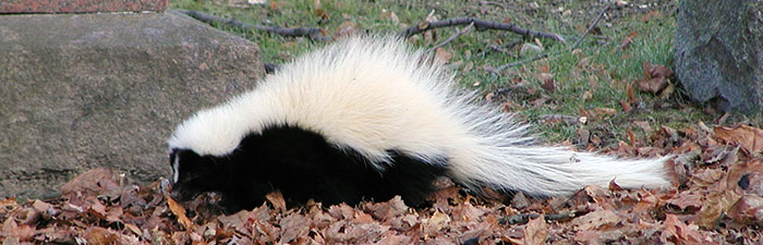 skunk © Marj Rines, Mass Audubon