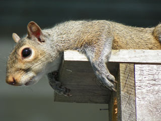 Squirrel © Tina Adams