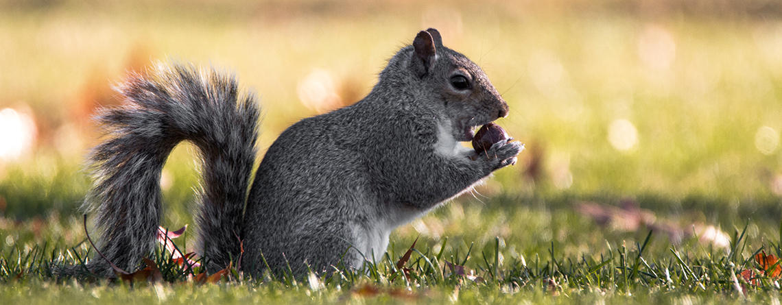 Squirrel copyright Krysta Bertoli