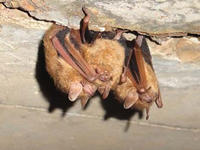 Tricolored bat © USFWS