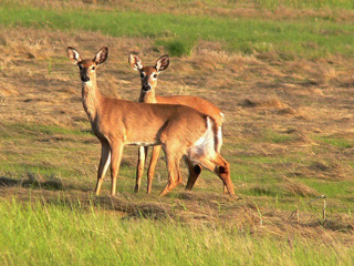 Two deer © Richard Johnson