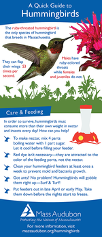 Hummingbirds Quick Guide