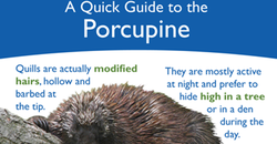 Porcupine Quick Guide