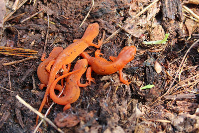 A group of Red Efts on the forest floor © Roberta DellAnno