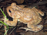 American toad © Rosemary Mosco