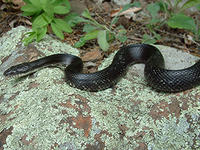 Rat snake © Joy Marzolf, Mass Audubon