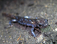 blue spotted salamander © Rosemary Mosco