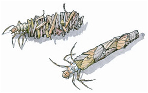 caddisfly larvae, illustration by Barry Van Dusen