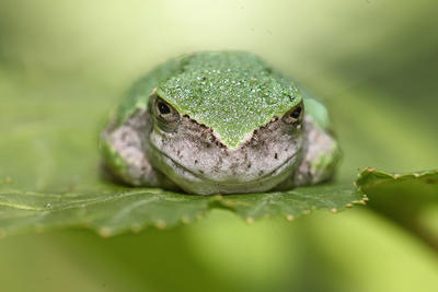Closeup of a Gray Treefrog on a leaf © Don Bullens