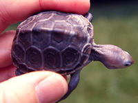 Diamond-backed terrapin © NOAA