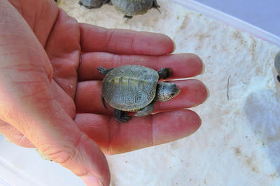 Diamondback Terrapin hatchling being held in a researcher's hand at Wellfleet Bay Wildlife Sanctuary