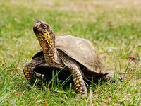 eastern box turtle © Joy Marzolf, Mass Audubon