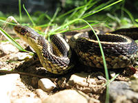 Eastern garter snake © Rosemary Mosco, Mass Audubon