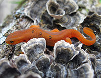 Eastern newt © Rosemary Mosco