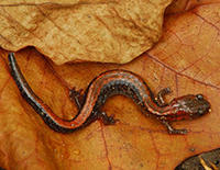 eastern red-backed salamander © NPS