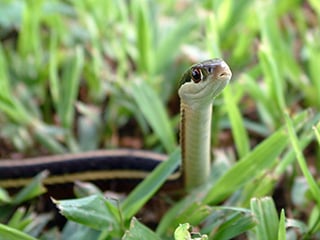 Ribbon snake © Joy Marzolf, Mass Audubon