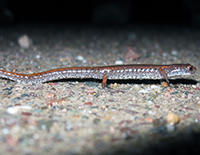 four-toed salamandar © Rosemary Mosco