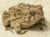 Fowler's toad © Lisa Perlick, USFWS