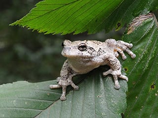 is frog a reptile or amphibian