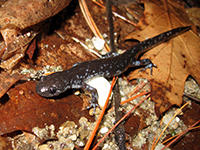 hybrid Jefferson salamander © Rosemary Mosco