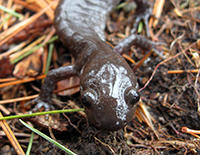 Jefferson salamander © Rosemary Mosco