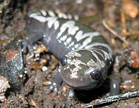 Marbled Salamander © Rosemary Mosco