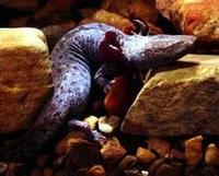 Mudpuppy © NPS